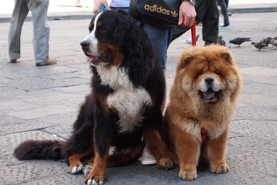 Chow Chow And His Friend Wallpapers And Images   Wallpapers ...