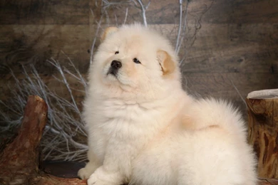Fluffy Chow Chow Puppies Wallpapers   Chow Chow Puppy Pictures ...