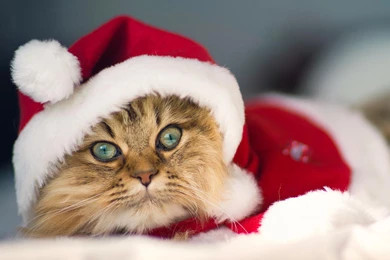 Christmas Kitty Wallpapers
