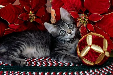 Christmas Cat Wallpapers 35490
