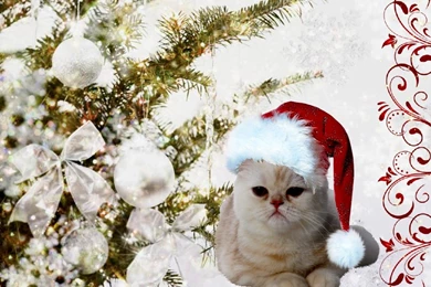 Cats: Christmas Kitty Full HD Animal Wallpapers For HD 16:9 High ...