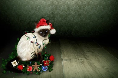 Christmas Kitty Wallpapers