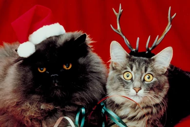 Funny Christmas Cat 1920x1080px