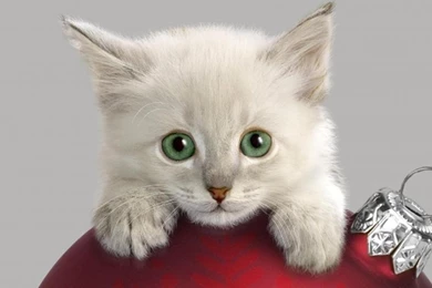 CHRISTMAS KITTY WALLPAPER   (