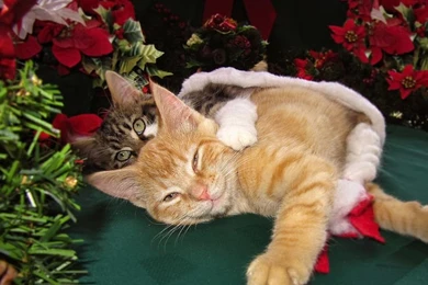 Christmas Time W Two Cats Together Baby Maine Coon Kitty Wallpapers ...