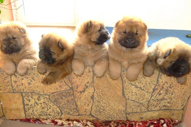 Chowchow_puppies.jpg