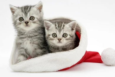 Christmas Animals Wallpapers Desktop   Merry Christmas And New Year!!!!