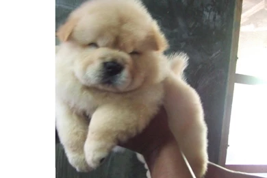 Chow Chow Puppies   The Dog Wallpapers   Best The Dog Wallpapers