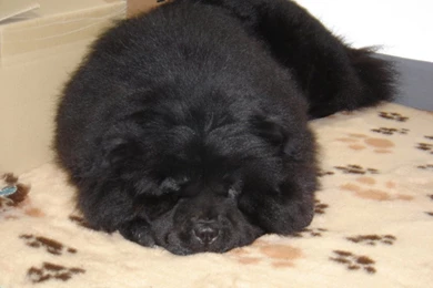 Black Chow Chow   The Dog Wallpapers   Best The Dog Wallpapers