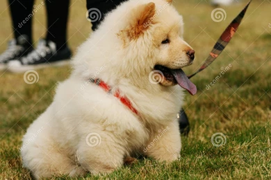 Black Chow Chow   The Dog Wallpapers   Best The Dog Wallpapers