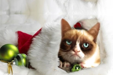Grumpy Cat Pictures Christmas