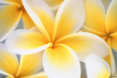 Wallpaper, Flower, Art, Pink, Pistil, Background, Computer (