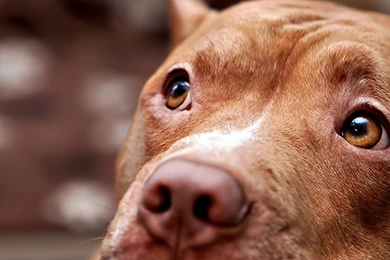 Download Wallpapers 3840x1200 Pitbull, Dog, Face, Eyes, Sadness ...