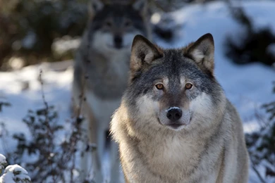 Wolf Sleeping In The Snow Wallpapers 27168