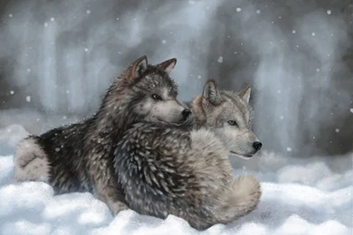Winter Wolf Wallpapers In HD Quality   HD Wallpapers Inx