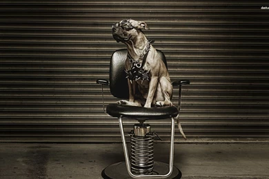 AMERICAN PIT BULL Terrier Dog Wallpapers