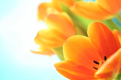 For You Sweety Chloe. >> HD Wallpaper, Get It Now!