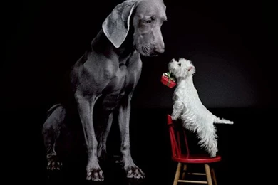 Dogs: Happy Birthday Sweety Westie Dogs German Mastiff Rose Chair ...