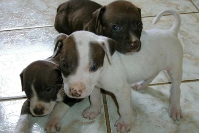 Pitbull Dogs