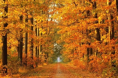 Beautiful Dekstop: Beautiful Nature Autumn Backgrounds Wallpapers ...