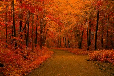 Free Autumn Road Backgrounds