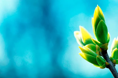 Blue And Green Wallpapers   Wallpapers HD Base