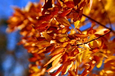 Free iPhone Wallpapers For Fall