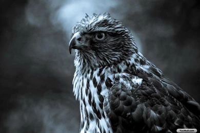 YouWall   Beautiful Falcon Wallpapers   Wallpaper,wallpapers,free ...