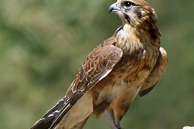 Falcon Wallpapers   Animals Town