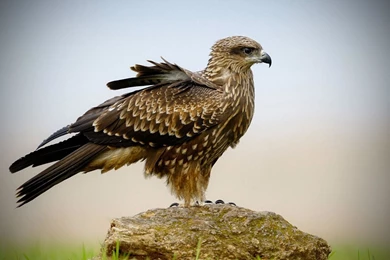 Amazing Falcon Wallpapers