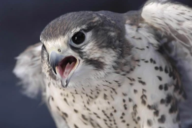 Falcon Wallpapers   Animals Town