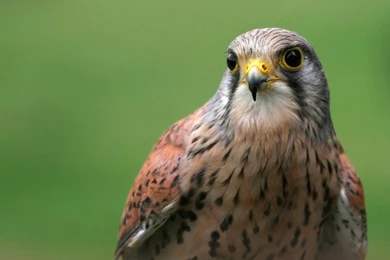 Falcon HD Wallpapers Desktop Backgrounds.jpg