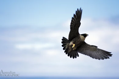 Beautiful Falcon Wallpapers