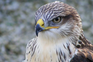 Peregrine Falcon Flying   Wallpaper.