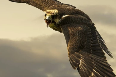 Falcon Mobile Wallpapers 3729