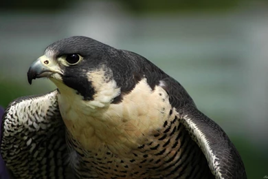 Falcon Computer Wallpapers, Desktop Backgrounds