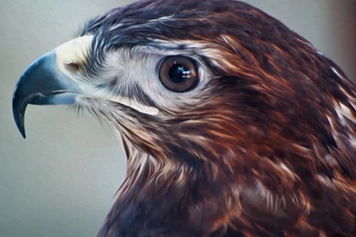 Falcon Wallpapers   Animal Wallpapers