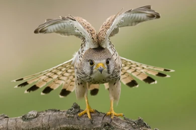 Wings Eyes Falcon Wallpapers