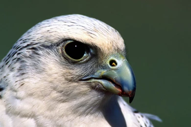 103 Falcon HD Wallpapers