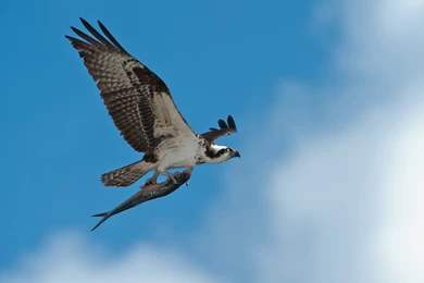 Falcon Computer Wallpapers, Desktop Backgrounds