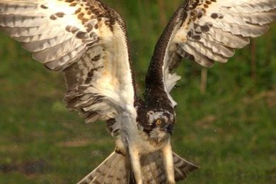 iPhone 6S   Animal/Falcon   Wallpapers ID: 610532
