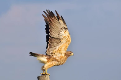 Falcon Wallpapers >> Backgrounds With Quality HD