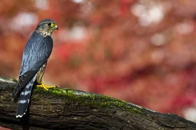 Falcon Wallpapers HD 6.jpg