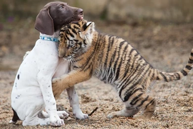 Free Baby Tiger Wallpapers @C9E « Wallx