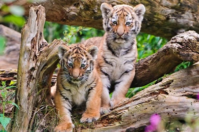 Two Tiger Baby Desktop Backgrounds HD 1920x1200
