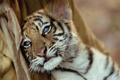 Free Tiger Wallpapers And Tiger Backgrounds For Your Computer ...