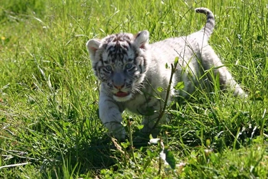 Baby White Tiger Wallpapers