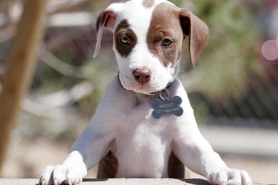 Cute Pictures Of Pitbull Puppies   Widescreen HD Wallpapers
