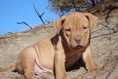 Pitbull   Photo Wallpapers, Pictures With Pitbull Dogs