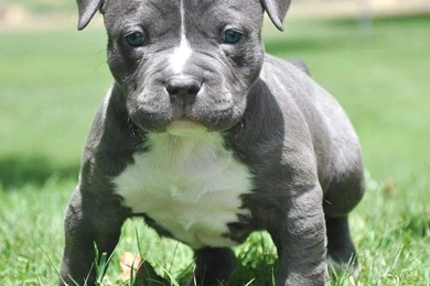 Pitbull Puppies Hd Images 3 HD Wallpapers